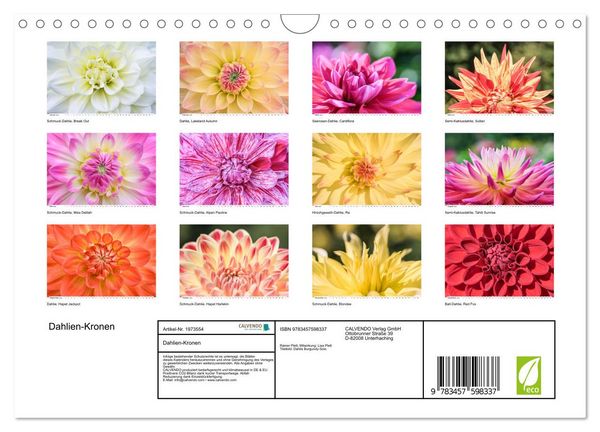 Produktbild: Dahlien-Kronen (Wandkalender 2026 DIN A4 quer), CALVENDO Monatskalender