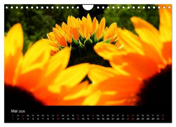 Produktbild: Sonnenblumen (Wandkalender 2026 DIN A4 quer), CALVENDO Monatskalender