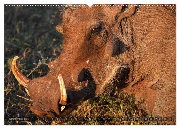 Produktbild: S&uuml;dafrika - Die Tierwelt (Wandkalender 2026 DIN A2 quer), CALVENDO Monatskalender