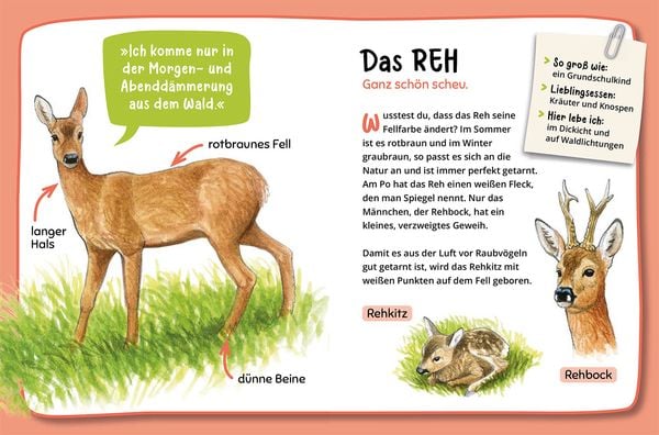 Produktbild: Mein erster Naturf&uuml;hrer, Was lebt im Wald?