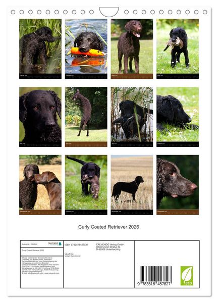 Produktbild: Curly Coated Retriever 2026 (Wandkalender 2026 DIN A4 hoch), CALVENDO Monatskalender