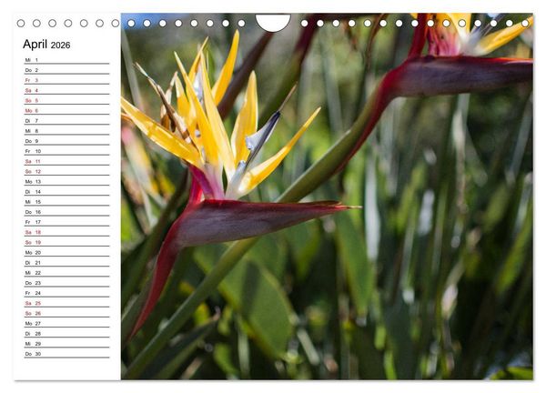 Produktbild: Strelitzien - die Paradiesv&ouml;gel unter den Blumen (Wandkalender 2026 DIN A4 quer), CALVENDO Monatskalender