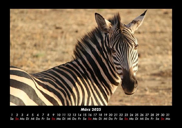 Produktbild: Zebrazauber 2025 Fotokalender DIN A3