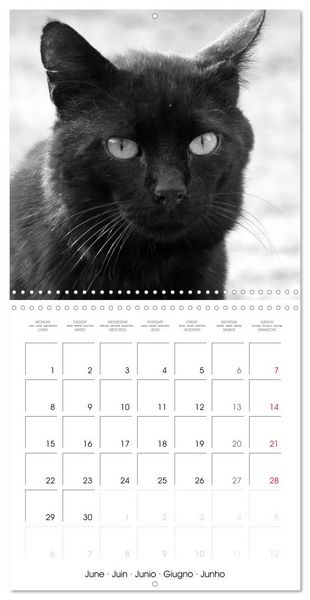 Produktbild: Black and white cat whispers (Wall Calendar 2026 12 &times; 12 Inch) CALVENDO 12 Month Wall Calendar