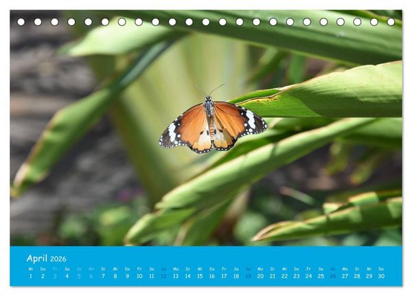 Produktbild: Cabo verde Inselgefl&uuml;ster - Ilha do Sal (Tischkalender 2026 DIN A5 quer), CALVENDO Monatskalender