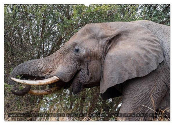 Produktbild: S&uuml;dafrika - Die Tierwelt (Wandkalender 2026 DIN A2 quer), CALVENDO Monatskalender