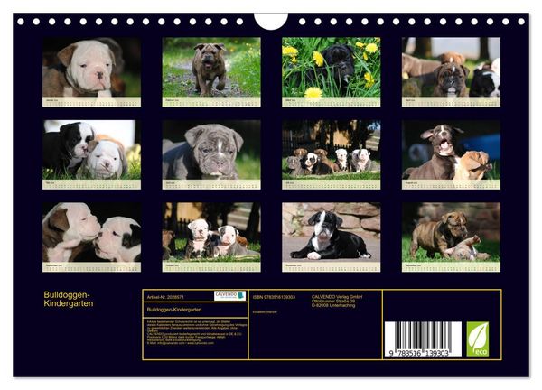 Produktbild: Bulldoggen-Kindergarten (Wandkalender 2026 DIN A4 quer), CALVENDO Monatskalender