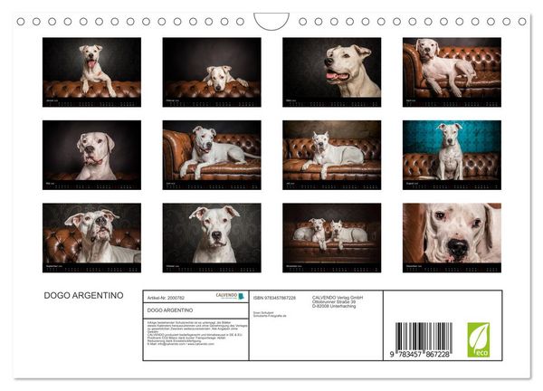 Produktbild: DOGO ARGENTINO (Wandkalender 2026 DIN A4 quer), CALVENDO Monatskalender