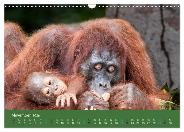 Produktbild: Orang Utans - Indonesien (Wandkalender 2026 DIN A3 quer), CALVENDO Monatskalender
