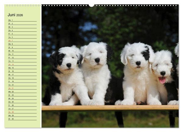 Produktbild: Traumhund Bobtail (hochwertiger Premium Wandkalender 2026 DIN A2 quer), Kunstdruck in Hochglanz