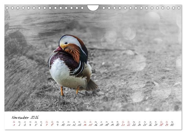 Produktbild: Abenteuer einer Mandarinente (Wandkalender 2026 DIN A4 quer), CALVENDO Monatskalender