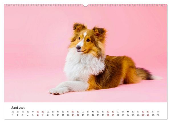 Produktbild: Shelties - Die zuckers&uuml;&szlig;en Vierbeiner. (hochwertiger Premium Wandkalender 2026 DIN A2 quer), Kunstdruck in Hochglanz