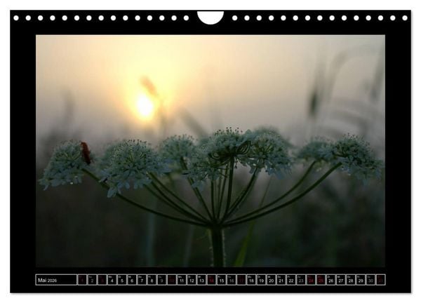 Produktbild: Lichtlandschaft Worpswede (Wandkalender 2026 DIN A4 quer), CALVENDO Monatskalender