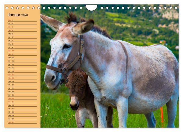 Produktbild: Liebenswerte Esel (Wandkalender 2026 DIN A4 quer), CALVENDO Monatskalender