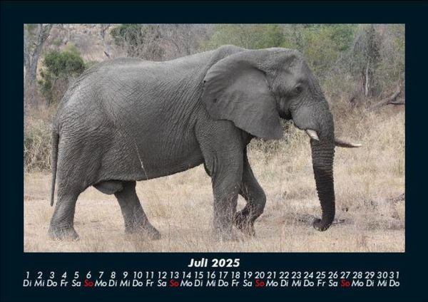 Produktbild: Der Elefantenkalender 2025 Fotokalender DIN A5