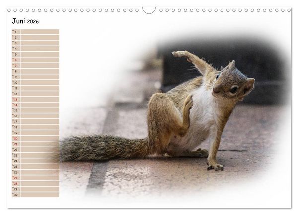 Produktbild: Tierisches Yoga (Wandkalender 2026 DIN A3 quer), CALVENDO Monatskalender