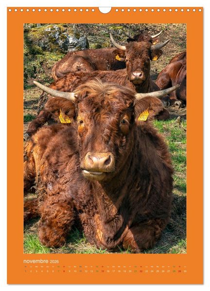 Produktbild: Beaut&eacute; rustique Regards animaliers (Calendrier mural 2026 DIN A3 horizontal), CALVENDO calendrier mensuel