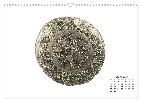 Produktbild: Pflanzen unter dem Mikroskop (Wandkalender 2026 DIN A3 quer), CALVENDO Monatskalender