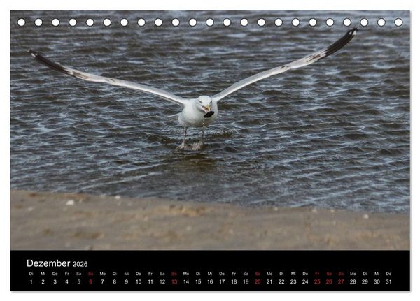 Produktbild: Spontane Fotografie - M&ouml;wen (Tischkalender 2026 DIN A5 quer), CALVENDO Monatskalender