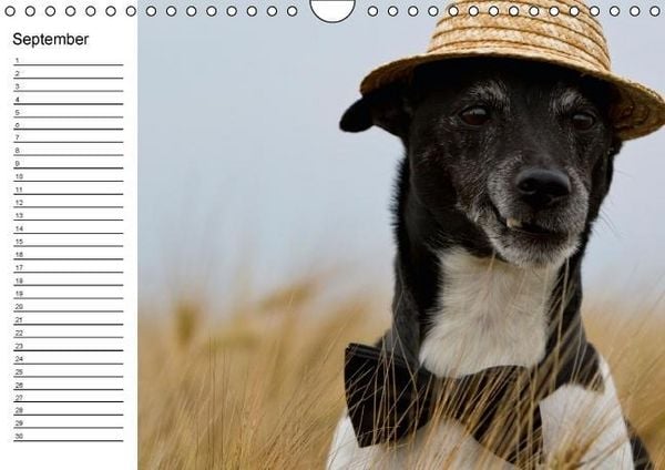 Produktbild: Jack Russell Terrier - Ein Verwandlungsk&uuml;nstler namens Jake / Geburtstagskalender (Wandkalender immerw&auml;hrend DIN A4 quer)