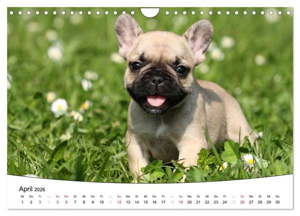 Produktbild: Welpen - Puppies (Wandkalender 2026 DIN A4 quer), CALVENDO Monatskalender