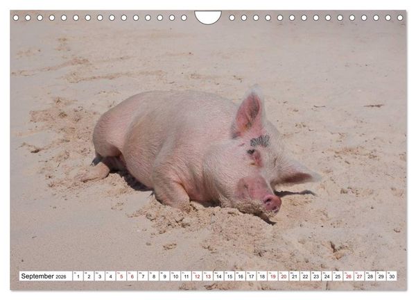 Produktbild: Schweine im Dauerurlaub auf den Bahamas! (Wandkalender 2026 DIN A4 quer), CALVENDO Monatskalender