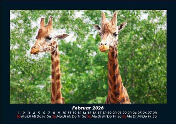 Produktbild: Giraffen 2026 Fotokalender DIN A5
