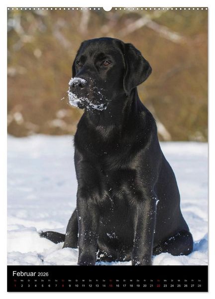 Produktbild: Faszination Labrador Retriever (hochwertiger Premium Wandkalender 2026 DIN A2 hoch), Kunstdruck in Hochglanz