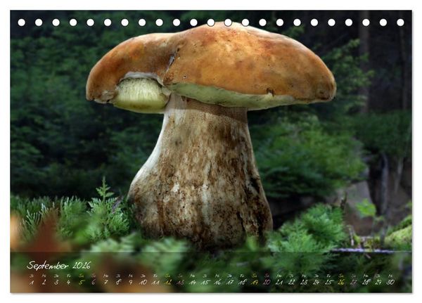 Produktbild: Pilze - die Stars der Waldb&uuml;hne (Tischkalender 2026 DIN A5 quer), CALVENDO Monatskalender