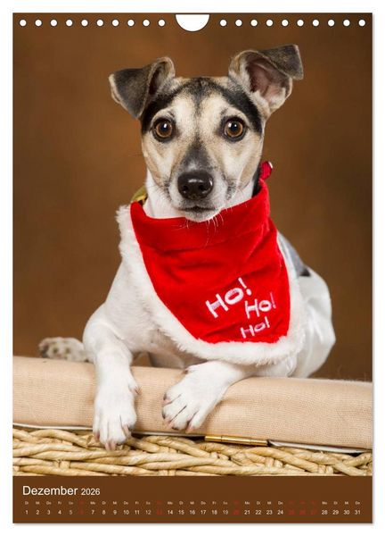 Produktbild: Jack Russell Terrier (Wandkalender 2026 DIN A4 hoch), CALVENDO Monatskalender