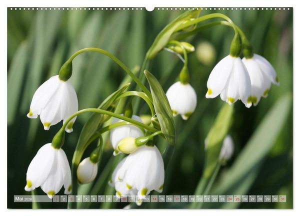 Produktbild: Wundersch&ouml;ne Wildblumen (Wandkalender 2026 DIN A2 quer), CALVENDO Monatskalender