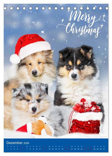Produktbild: Traumhund Collie - Gl&uuml;ck auf vier Pfoten (Tischkalender 2026 DIN A5 hoch), CALVENDO Monatskalender
