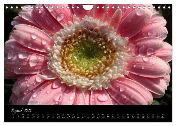 Produktbild: Floral Portraits - Blumen Impression (Wandkalender 2026 DIN A4 quer), CALVENDO Monatskalender