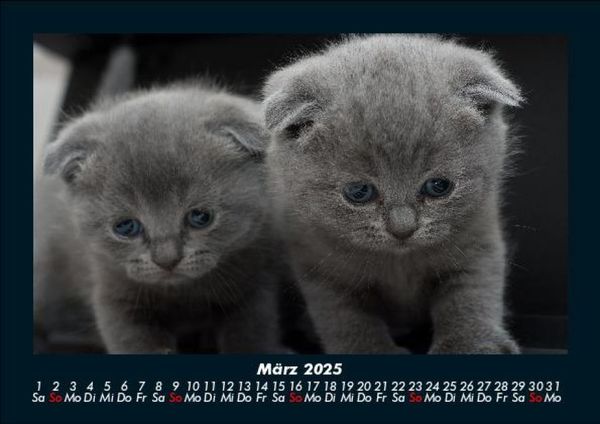 Produktbild: F&uuml;r Katzenfreunde 2025 Fotokalender DIN A5