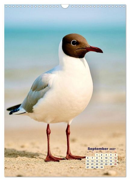 Produktbild: Seev&ouml;gel an der Nordsee (Wandkalender 2027 DIN A3 hoch), CALVENDO Monatskalender