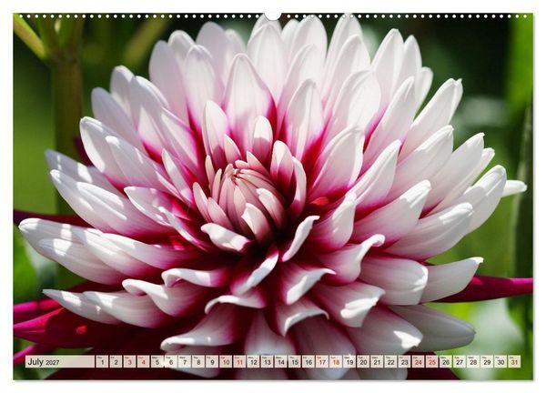 Produktbild: Fascinating Dahlias (High Quality Premium Wall Calendar 2027 DIN A2 landscape),CALVENDO 12 Month Wall Calendar