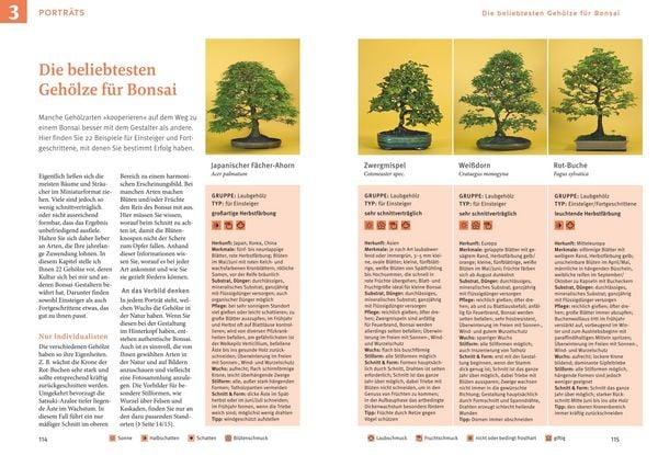 Produktbild: Bonsai ziehen, gestalten und pflegen