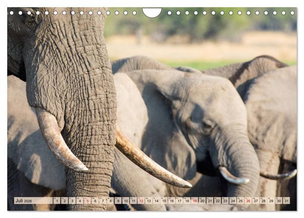 Produktbild: Elefanten - Sanfte Riesen Afrikas (Wandkalender 2026 DIN A4 quer), CALVENDO Monatskalender