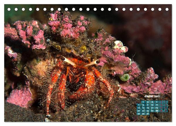 Produktbild: Oceans Alive - A World of Color and Diversity (Desk Calendar 2027 DIN A5 landscape), CALVENDO 12 Month DeskCalendar