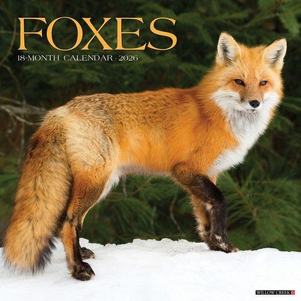 Produktbild: Foxes 2026 Wall Calendar