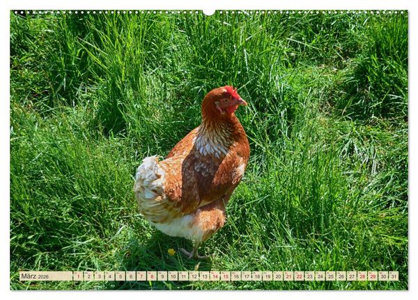 Produktbild: Charmante H&uuml;hner (Wandkalender 2026 DIN A2 quer), CALVENDO Monatskalender
