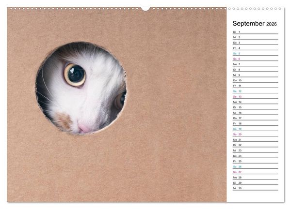 Produktbild: Karton Katzen (hochwertiger Premium Wandkalender 2026 DIN A2 quer), Kunstdruck in Hochglanz