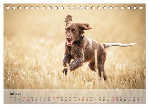 Produktbild: Der kleine M&uuml;nsterl&auml;nder (Tischkalender 2026 DIN A5 quer), CALVENDO Monatskalender