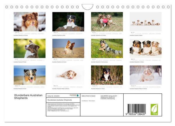Produktbild: Wunderbare Australian Shepherds (Wandkalender 2026 DIN A4 quer), CALVENDO Monatskalender