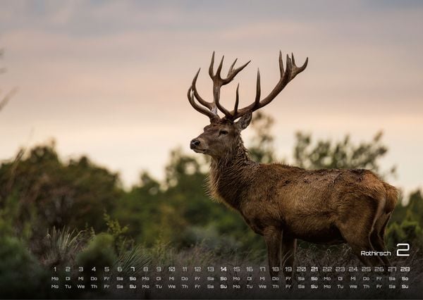 Produktbild: Waldtiere - Heimische Waldbewohner - Der Tierkalender - 2027 - Kalender DIN A3