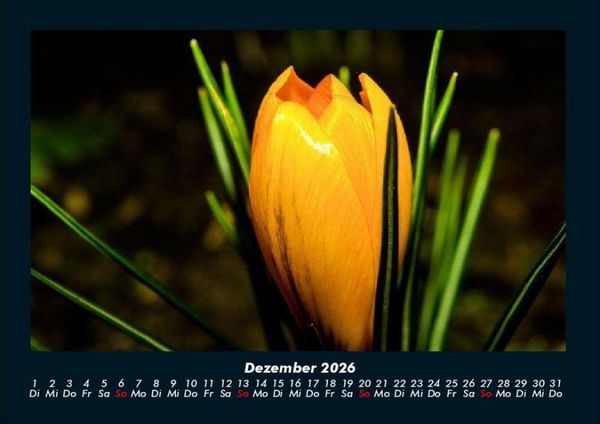 Produktbild: Blumentr&auml;ume 2026 Fotokalender DIN A4