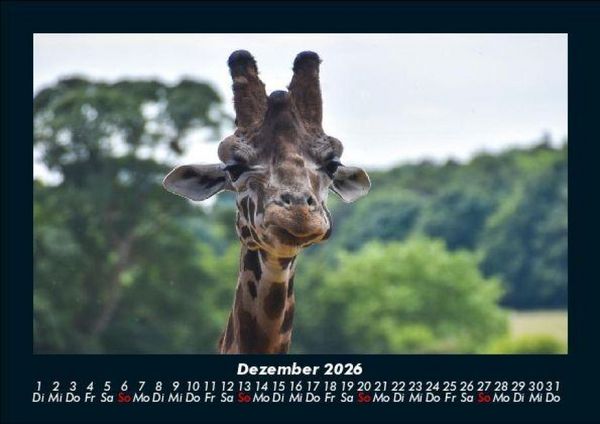 Produktbild: Giraffen 2026 Fotokalender DIN A5