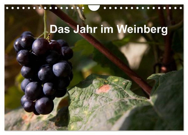 Produktbild: Das Jahr im Weinberg (Wandkalender 2026 DIN A4 quer), CALVENDO Monatskalender