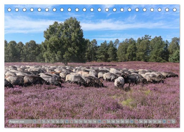 Produktbild: L&uuml;neburger Heide - Faszinierend sch&ouml;n (Tischkalender 2026 DIN A5 quer), CALVENDO Monatskalender