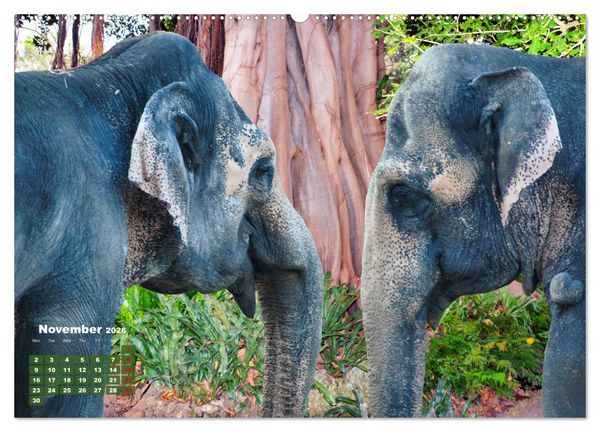 Produktbild: Gentle giants in the jungle (High Quality Premium Wall Calendar 2026 DIN A2 landscape),CALVENDO 12 Month Wall Calendar